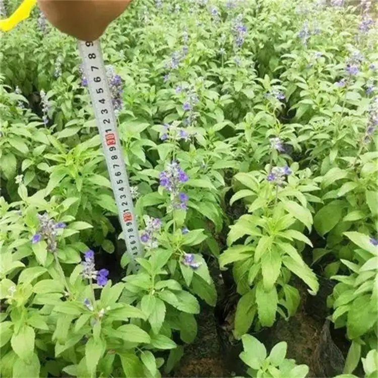 天藍鼠尾草杯苗容器苗