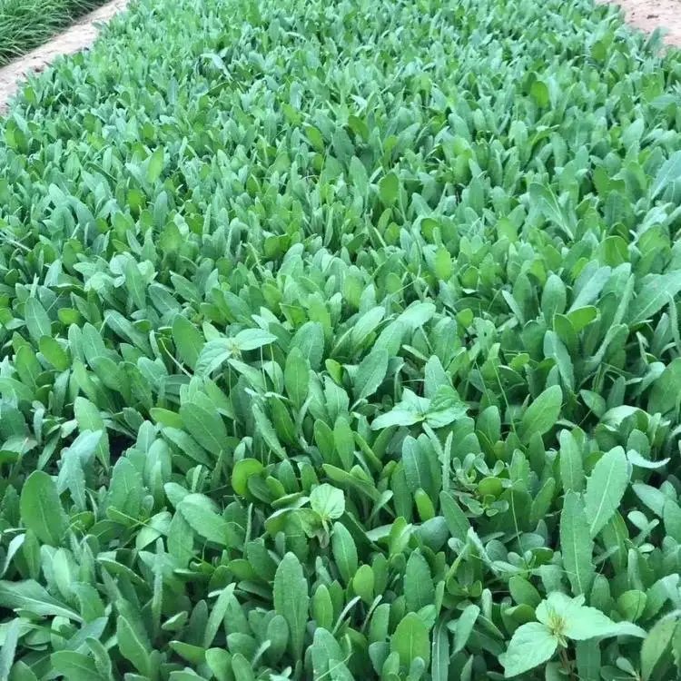 宿根天人菊