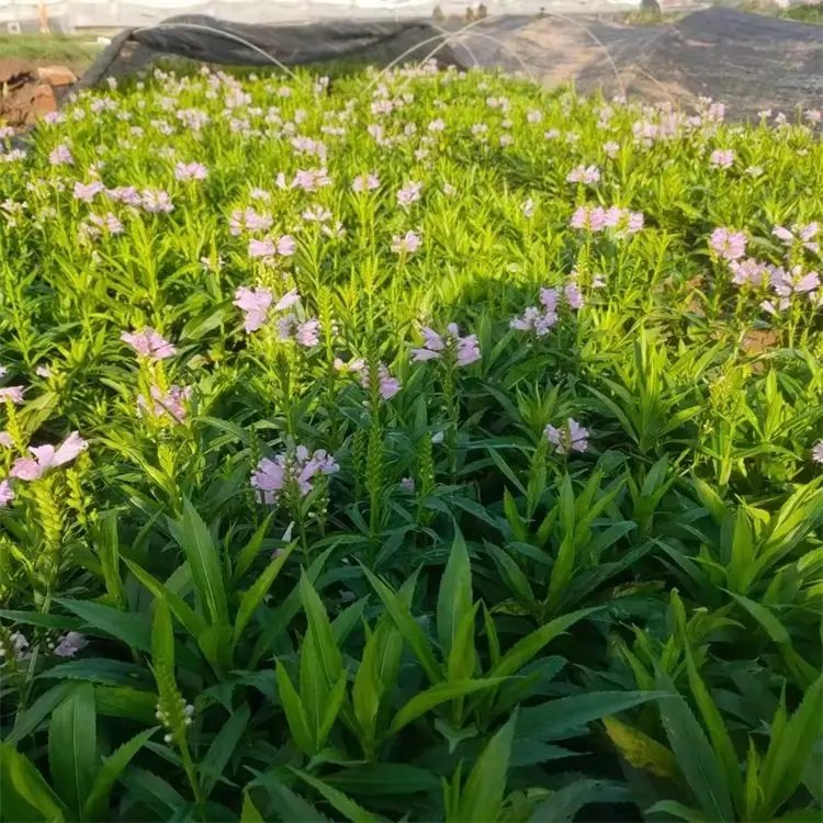 隨意草杯苗容器苗