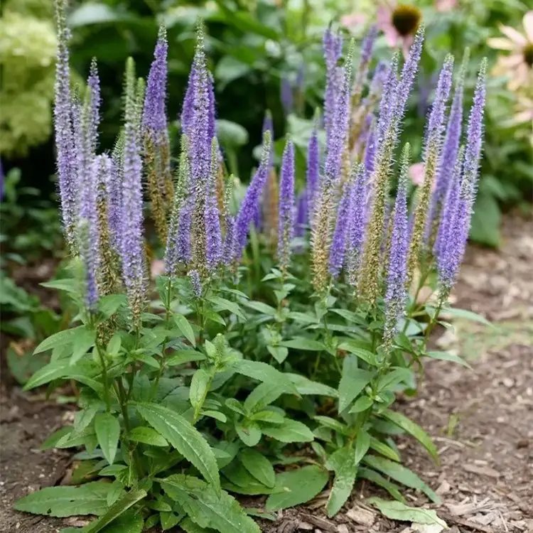 穗花婆婆納杯苗容器苗