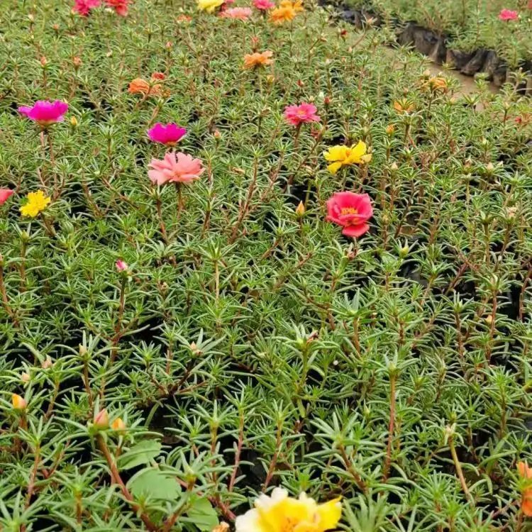 <a href='http://www.njszjj.com/caohuazhongzi/16045.html' target='_blank'>太陽花</a>杯苗容器苗