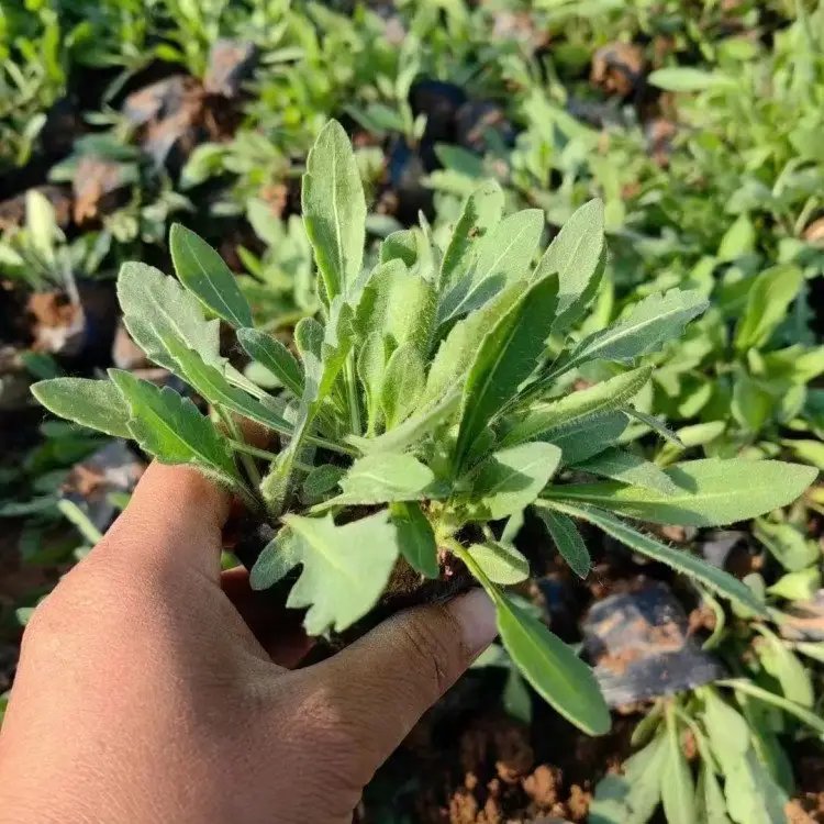 天人菊杯苗容器苗小苗