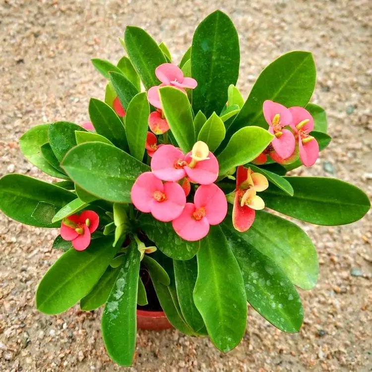 鐵<a href='http://www.njszjj.com/linmuzhongzi/1766.html' target='_blank'>海棠</a>杯苗容器苗