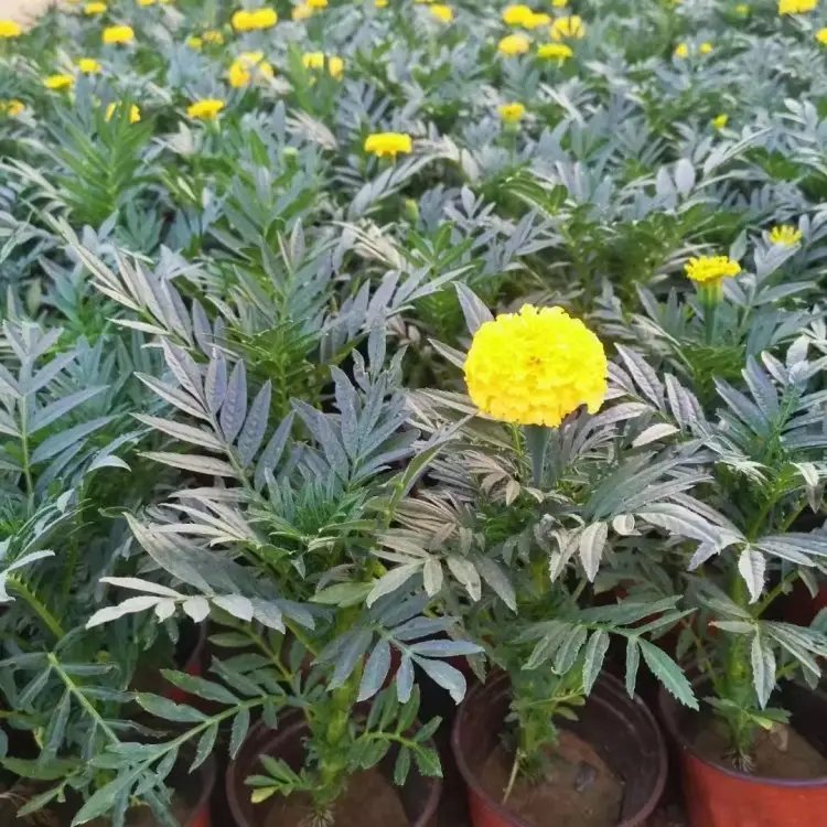 萬壽菊杯苗容器苗