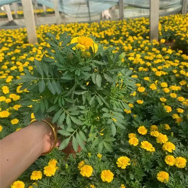 <a href='http://www.njszjj.com/caohuazhongzi/1631.html' target='_blank'>萬壽菊</a>杯苗容器苗