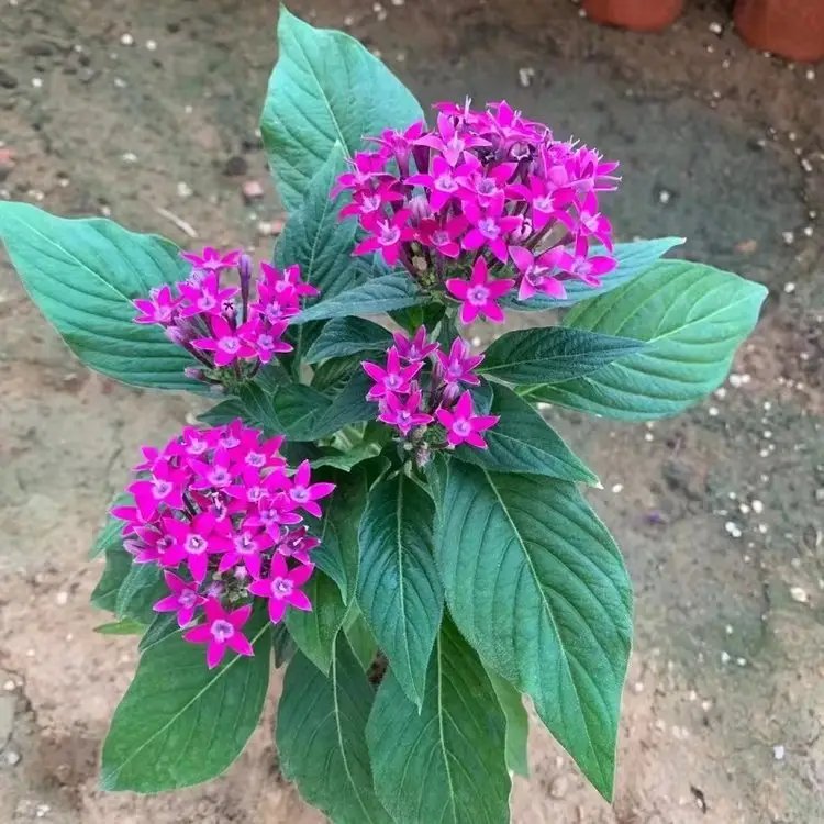 五星花杯苗容器苗