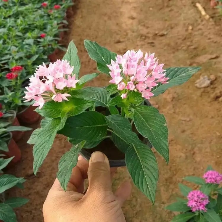 五星花杯苗容器苗