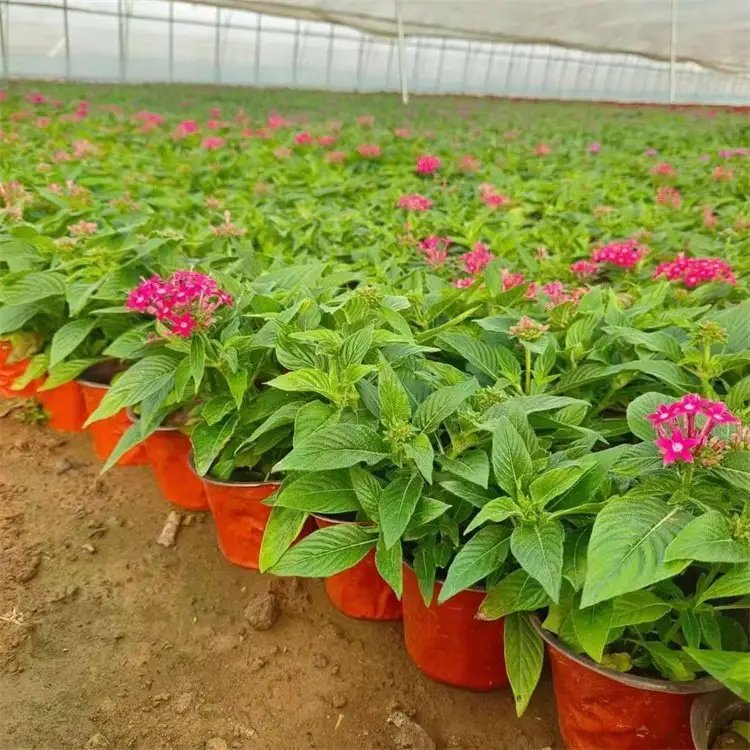 五星花杯苗容器苗