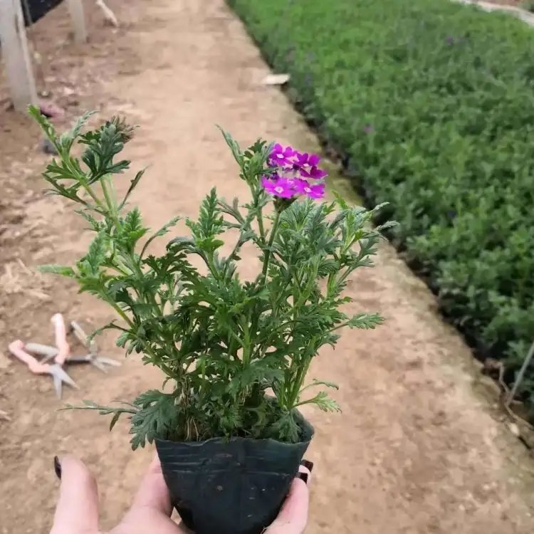 細(xì)葉美女櫻杯苗容器苗