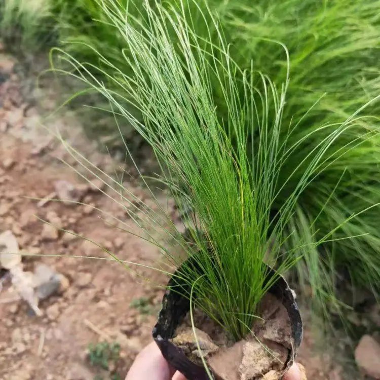 細葉針茅杯苗容器苗