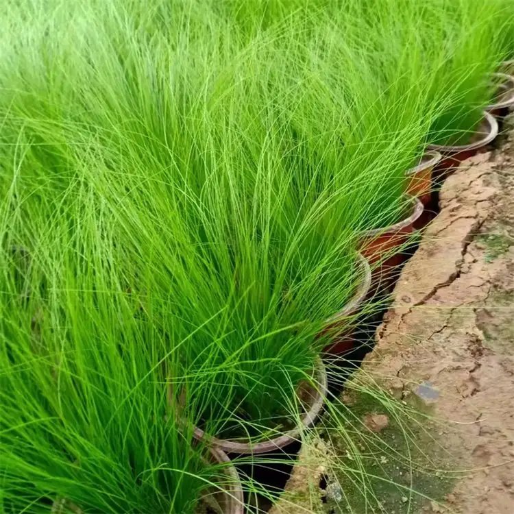 細葉針茅杯苗容器苗