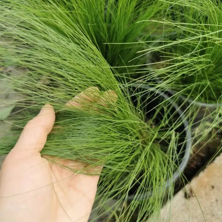 細葉針茅杯苗容器苗