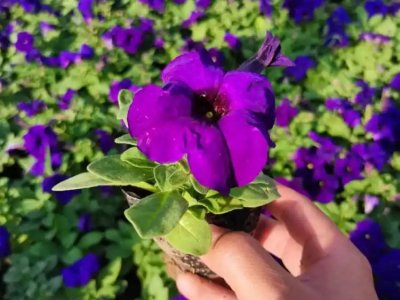 藍(lán)色牽?；? />
								
								</a>
						</div>
                        <div   id=