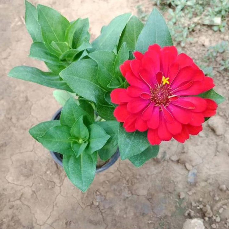 <a href='http://www.njszjj.com/caohuazhongzi/1020.html' target='_blank'>百日草</a>容器苗 來自綠寶園林