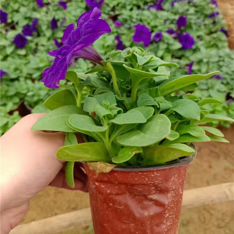 藍色紫色垂釣牽牛容器苗盆栽苗