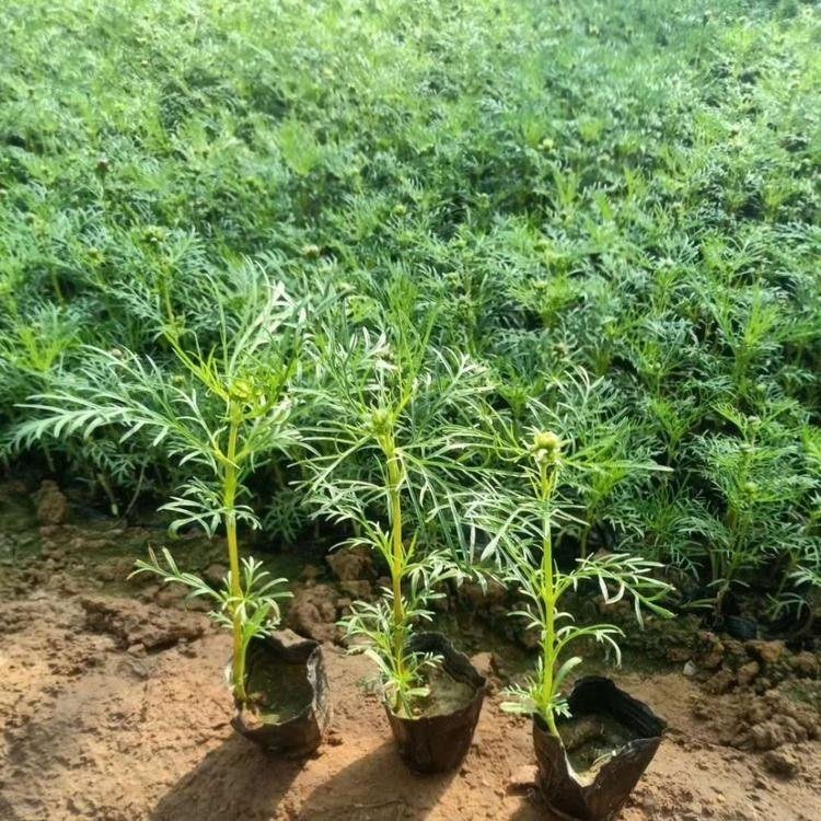 <a href='http://www.njszjj.com/caohuazhongzi/12.html' target='_blank'>波斯菊</a>容器苗波斯菊盆栽苗