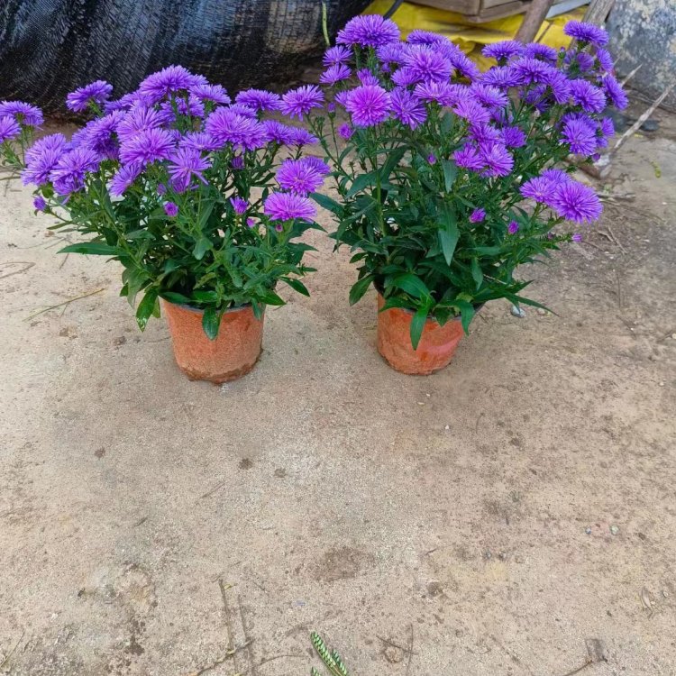<a href='http://www.njszjj.com/caohuazhongzi/1033.html' target='_blank'>翠菊</a>容器苗盆栽藍色紫色