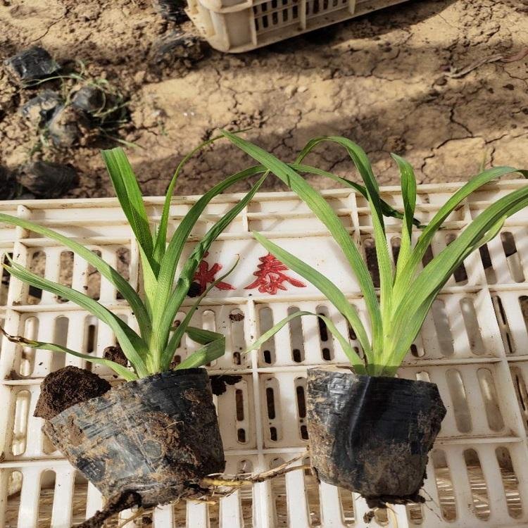 常綠<a href='http://www.njszjj.com/caobenzhiwu/3404.html' target='_blank'>萱草</a>容器苗小苗盆栽苗