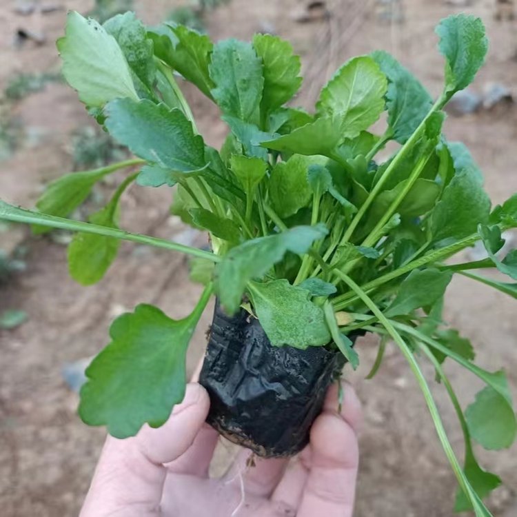<a href='http://www.njszjj.com/caohuazhongzi/1034.html' target='_blank'>大濱菊</a>容器苗盆栽苗