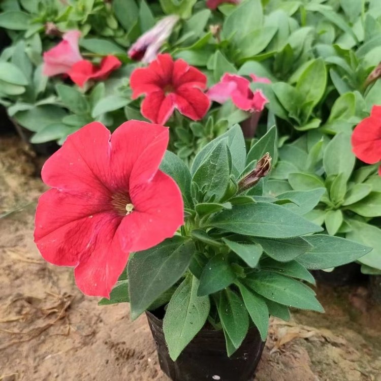 大紅色<a href='http://www.njszjj.com/caohuazhongzi/1613.html' target='_blank'>牽牛花</a>容器苗