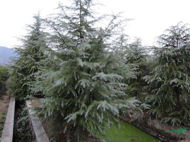 <a href='http://www.njszjj.com/linmuzhongzi/1853.html' target='_blank'>雪松</a>