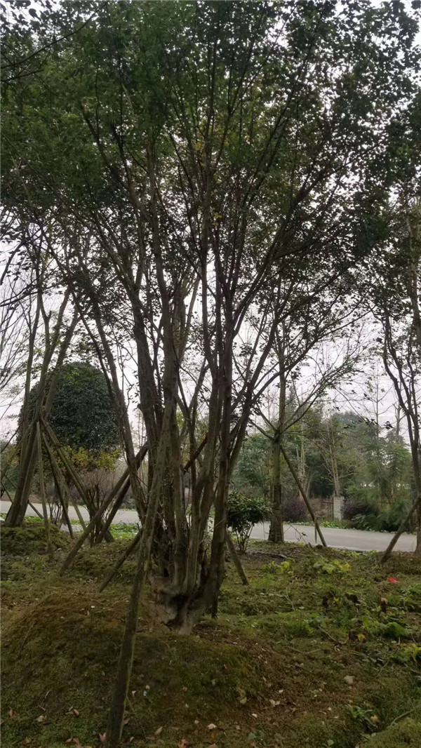 叢生<a href='http://www.njszjj.com/linmuzhongzi/1781.html' target='_blank'>五角楓</a>基地實(shí)拍圖