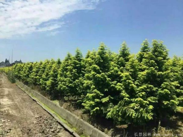 金葉<a href='http://www.njszjj.com/linmuzhongzi/1720.html' target='_blank'>水杉</a>圖片基地實(shí)拍