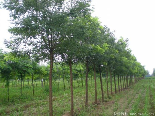 <a href='http://www.njszjj.com/linmuzhongzi/1841.html' target='_blank'>國槐</a>圖片<a href='http://www.njszjj.com/linmuzhongzi/1841.html' target='_blank'>國槐</a>基地實(shí)拍