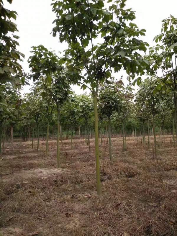 <a href='http://www.njszjj.com/linmuzhongzi/1749.html' target='_blank'>青桐</a>樹圖片<a href='http://www.njszjj.com/linmuzhongzi/1749.html' target='_blank'>青桐</a>樹基地實(shí)拍