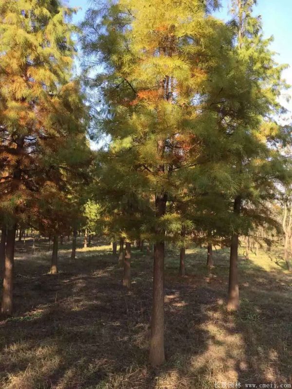 <a href='http://www.njszjj.com/linmuzhongzi/1823.html' target='_blank'>池杉</a>圖片<a href='http://www.njszjj.com/linmuzhongzi/1823.html' target='_blank'>池杉</a>基地實(shí)拍