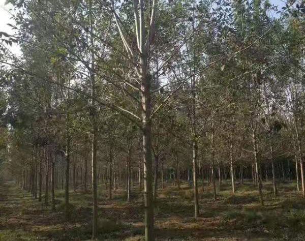 白臘樹圖片<a href='http://www.njszjj.com/linmuzhongzi/1712.html' target='_blank'>白蠟</a>基地實(shí)拍