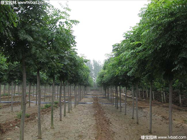 江蘇沭陽<a href='http://www.njszjj.com/linmuzhongzi/1745.html' target='_blank'>黃山欒樹</a>種植基地