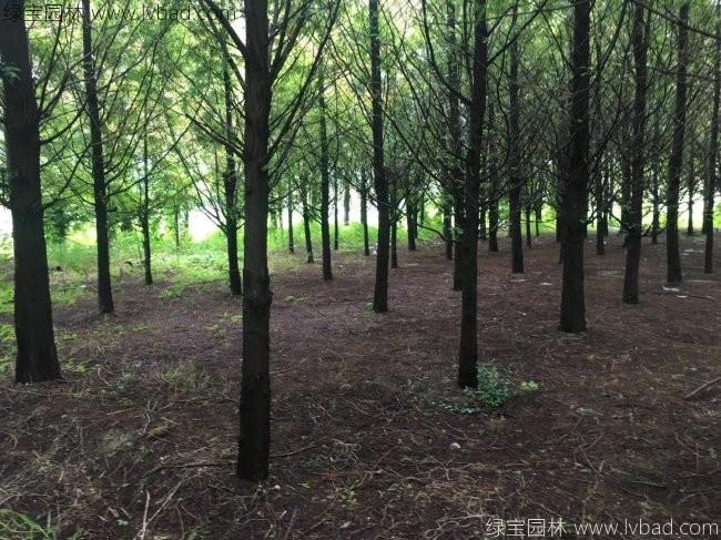 <a href='http://www.njszjj.com/xingdaoshu/3590.html' target='_blank'>水杉樹</a>