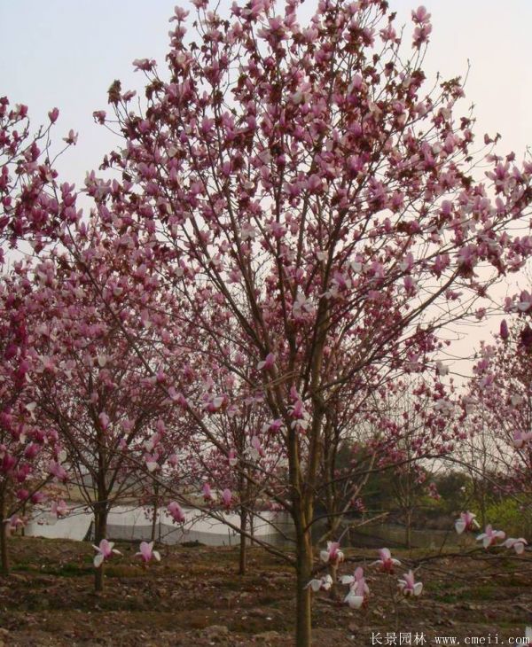 <a href='http://www.njszjj.com/xingdaoshu/3378.html' target='_blank'>紅玉蘭</a>圖片<a href='http://www.njszjj.com/xingdaoshu/3378.html' target='_blank'>紅玉蘭</a>基地實(shí)拍