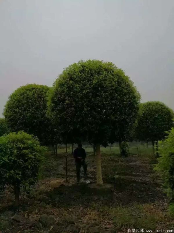 <a href='http://www.njszjj.com/xingdaoshu/3363.html' target='_blank'>桂花樹</a>圖片<a href='http://www.njszjj.com/xingdaoshu/3363.html' target='_blank'>桂花樹</a>基地實(shí)拍