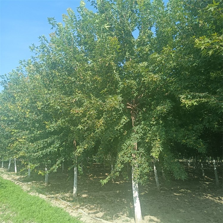 <a href='http://www.njszjj.com/linmuzhongzi/1781.html' target='_blank'>五角楓</a>