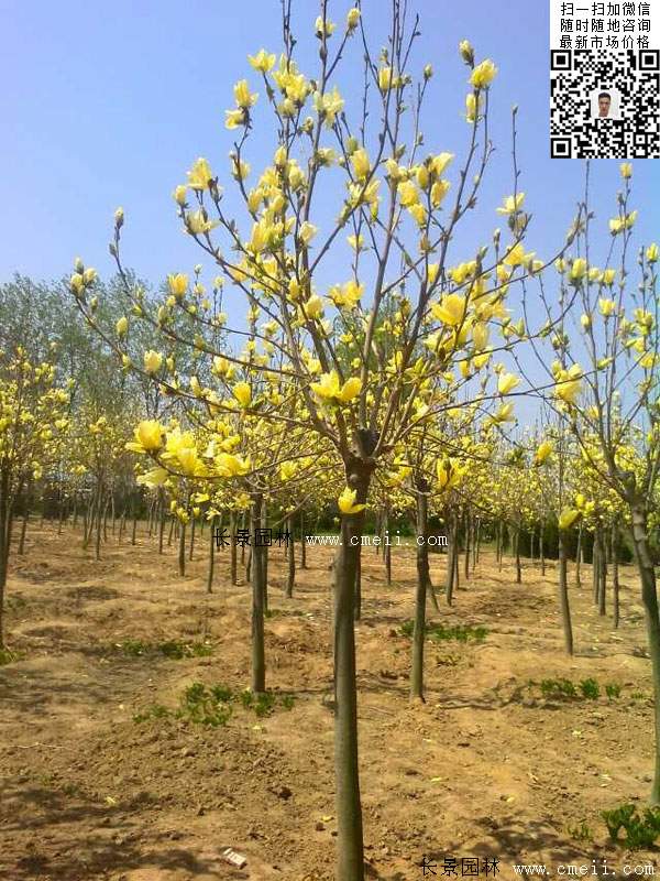 園林喬木植物<a href='http://www.njszjj.com/linmuzhongzi/1697.html' target='_blank'>黃玉蘭</a>圖片