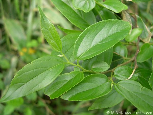 <a href='http://www.njszjj.com/linmuzhongzi/1755.html' target='_blank'>樸樹</a>圖片<a href='http://www.njszjj.com/linmuzhongzi/1755.html' target='_blank'>樸樹</a>基地實拍