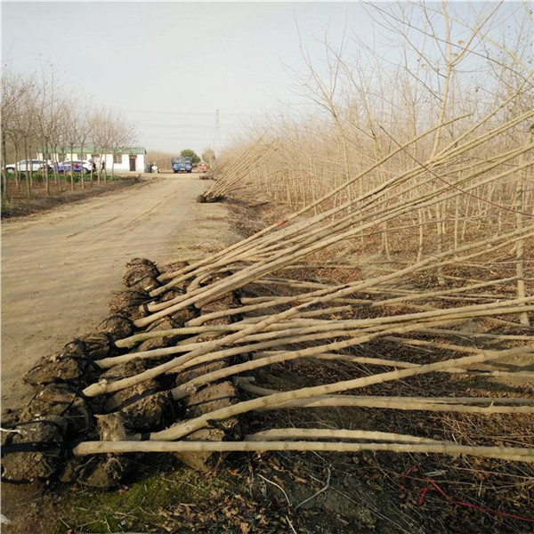 <a href='http://www.njszjj.com/linmuzhongzi/1855.html' target='_blank'>元寶楓</a>基地實(shí)拍圖