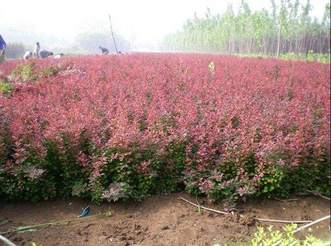 <a href='http://www.njszjj.com/linmuzhongzi/1753.html' target='_blank'>紅葉小檗</a>