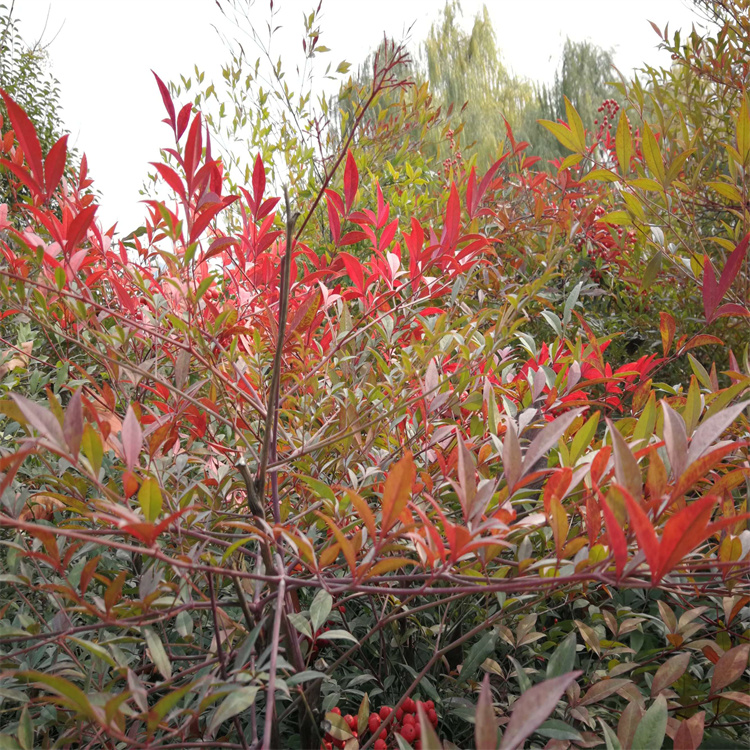 <a href='http://www.njszjj.com/linmuzhongzi/1800.html' target='_blank'>紅天竹</a>
