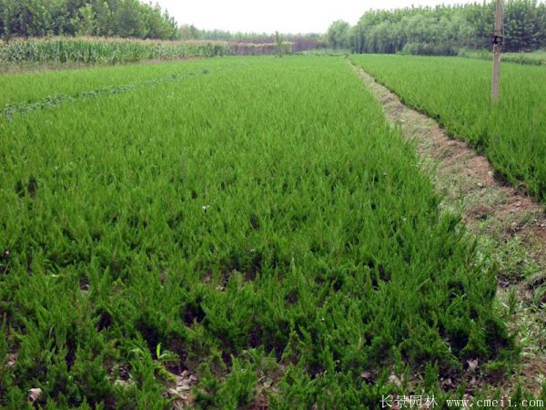 小<a href='http://www.njszjj.com/songbailei/3479.html' target='_blank'>龍柏</a>圖片基地實拍