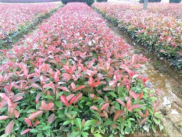<a href='http://www.njszjj.com/linmuzhongzi/1747.html' target='_blank'>紅葉石楠</a>圖片基地實拍