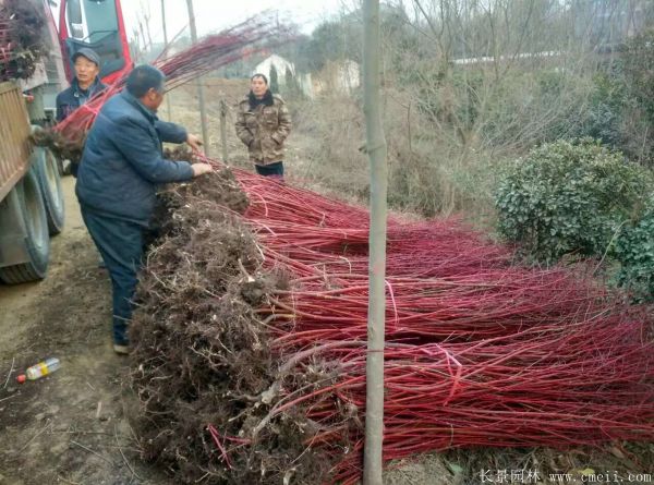 <a href='http://www.njszjj.com/linmuzhongzi/1759.html' target='_blank'>紅瑞木</a>圖片基地實拍