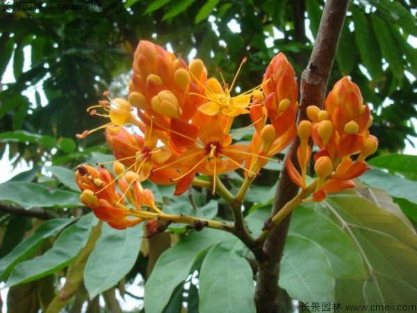 <a href='http://www.njszjj.com/linmuzhongzi/2247.html' target='_blank'>無憂樹種子</a>發(fā)芽出苗開花圖片