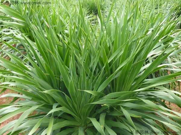 <a href='http://www.njszjj.com/linmuzhongzi/2230.html' target='_blank'>龍血樹種子</a>發(fā)芽出苗圖片