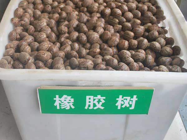 <a href='http://www.njszjj.com/linmuzhongzi/2248.html' target='_blank'>橡膠樹種子</a>圖片