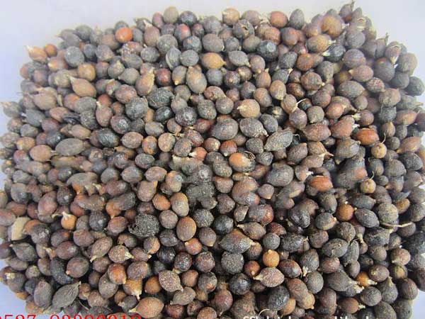 <a href='http://www.njszjj.com/linmuzhongzi/2232.html' target='_blank'>老人葵種子</a>圖片
