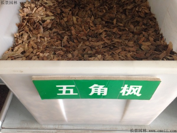 <a href='http://www.njszjj.com/linmuzhongzi/1781.html' target='_blank'>五角楓種子</a>圖片