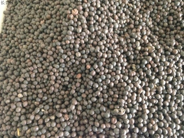 <a href='http://www.njszjj.com/linmuzhongzi/1807.html' target='_blank'>北欒種子</a>圖片